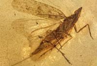 Israeli researchers discover new insect species preserved in 99-million-year-old amber