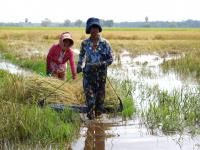 Climate Risks Push Cambodia to Consider Crop Insurance for Farmers