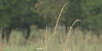 Farmers urge more Missourians to plant native grasses