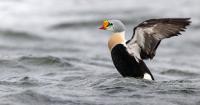 EuroBirdwatch 2026: thousands of eyes to the autumn migration!