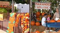 Here are South Florida pumpkin patches to visit this fall