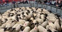 Dutch spotted ewes top Thainstone breeding sheep