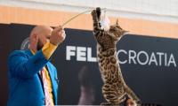 Cats from across Europe coming to Zagreb – and one big secret is coming with them