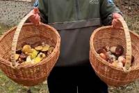 A Belarusian collected mushrooms in the Chernobyl zone and took them to a laboratory. What were the results?