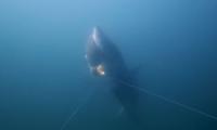 Now that's what you call fast food! Watch the moment a great white shark snatches a fish from a line off Cape Cod