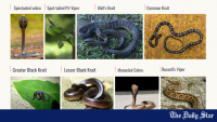 Where do Bangladesh’s venomous snakes live? And why does it matter?