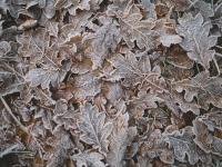 New York State Could See First Frost This Week