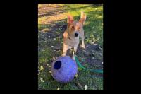 ADOPT ME: Foxy is ready for her next adventure