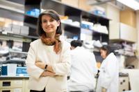 Einstein Researchers Discover Why "Zombie Cells" Accumulate With Age