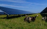 Can Wisconsin Sheep Farmers Boost Solar Energy?