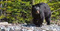 A bear harvest program is sparking conversations about Florida bear hunts