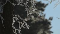 Environment Canada issues GTA's 1st frost advisory of the season