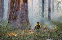 California’s Giant Sequoias Are at Risk. Prescribed Fire Is Helping Save Them