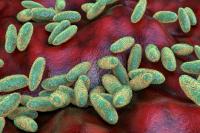 What is the plague? How the deadly disease spreads after suspected case in Russia