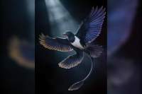 Remarkable Fossil of a Feathered, Winged Dinosaur Further Hints That Flight Evolved Multiple Times Among the 'Terrible Lizards'