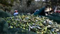 Agriculture Ministry launches registration link for National Olive Festival