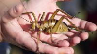 15 yrs of breeding, 45 translocations—how New Zealand saved its heaviest insect
