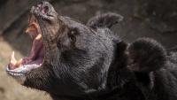 Idaho Man Protects Family By Wrestling Bear In Backyard After It Broke Into Their Home