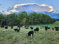 From the ground up: How a Pennsylvania cattle farm is revitalizing the land