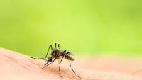 Florida Dengue Outbreak Tops 250 Local Cases, Most Near Tampa
