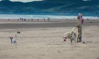 Britain's most dog-friendly beaches: From Cornish treats to golden sand on the Gower, don't miss these paw-fect spots for a walk with your pooch