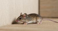 Outstanding Pest Control Company Officially Launches Across Melbourne's South-East, East, North and Inner City