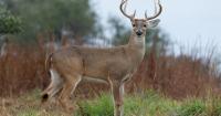 Texas deer season 2026-27: Herd reaches 5.64 million