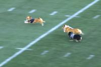 Corgi gives opponents the Usain Bolt look-back as it wins halftime race
