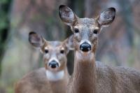 <![CDATA[Wisconsin EHD outbreak expands as deer deaths climb and virus detected in dairy cattle]]>