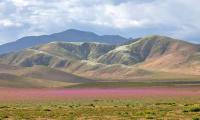 Rare 'Super El Niño' turns the Atacama Desert into a sea of flowers in spectacular explosion of life
