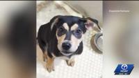 'The Blacklist' actor, wife turns car around to adopt New Mexico puppy