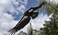 Trump’s Changes to the Endangered Species Act Highlight Environmental Partisanship
