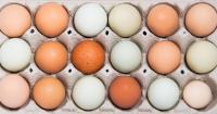 Utah Food Bank to receive more than 1.5 million eggs through Utah Attorney General’s price-fixing lawsuit