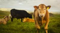 Farmers urge for Budget 2027 to safeguard food security