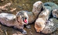 Kuno National Park welcomes 5 cheetah cubs with Botswana lineage