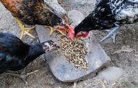 NRGene Canada, Ile-a-la-Crosse Fish Company announce poultry feed collaboration