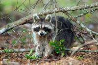 Rabies Vaccine Bait Drop Protects People and Pets in Western NC