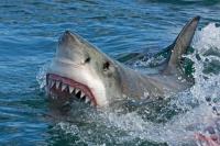 Ferocious great white filmed snatching meal off underwater fishing line in reported first