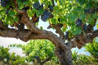 Barossa Shiraz 2024: Wines of elegance and poise from a low-yielding year