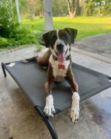 OARC pup Tom takes top  honors