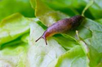 UK traffic lights kept failing for a year — then engineers found slugs in the controls