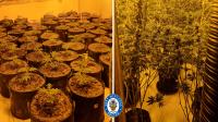 Inside the Midlands cannabis farm uncovered in police raid today