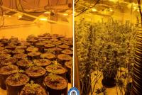 Police uncover huge West Midlands cannabis farm containing more than 100 plants