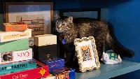 Kitty Corner Social Club moving to larger downtown Iowa City location