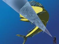 The 8,000-Mile Mahi and Other Awesome Facts