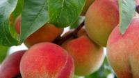 Armenia’s export shock