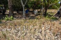 Strong El Niño to bring drought across Philippines by March