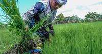 DOST-Davao urges whole-of-society approach vs El Niño