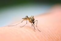 Antimalarial drugs can persist in mosquitoes, exposing malaria parasites, study finds
