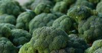 Broccoli seeds recalled over possible Salmonella contamination